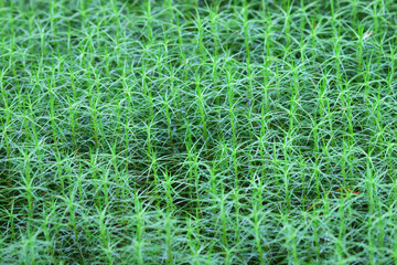 common hair-cup moss (Polytrichum commune) in late summer. Uniform growth in boreal forest