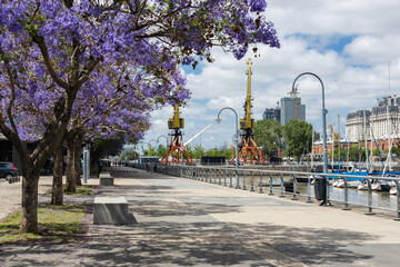 Jacaranda trees blooming in spring on a sunny day in Puerto Madero, the best season to visit Buenos...