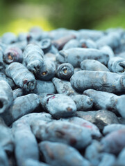 Blue fresh honeysuckle berries in the group