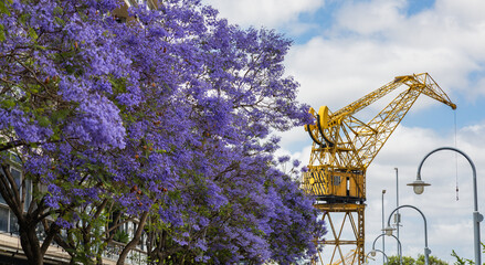 Detail of a jacaranda tree blooming in spring and an old crane in Puerto Madero, the best season to visit Buenos Aires, Argentina