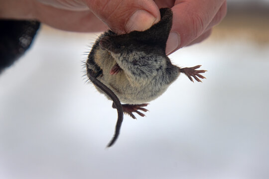 A man holds Eurasian water shrew (Neomys fodiens) by the scruff of the neck because it has venomous teeth that paralyze even medium-sized mammals