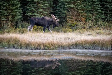 Moose at Schwabacher Landing