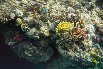Snorkelling in Red Sea, corals and some fish visible