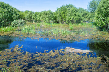 Spring stagnation. The ice has just melted not so long ago. The algal crust has been preserved on...