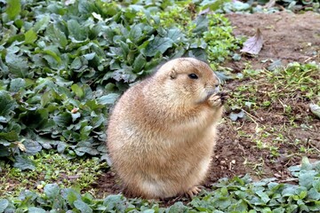 chien de prairie