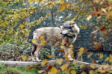 loup