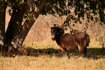 A cute chubby little pony standing in an autumn pasture with a broken halter