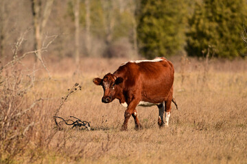 Red Angus cross bred cow waling in fall pasture