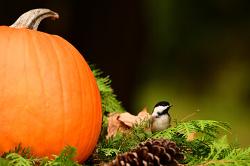 Close up of a Black-capped Chickadee investigating a pumpkin added to the composte pile after...