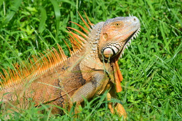 Obraz premium iguana
