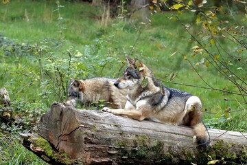 loup