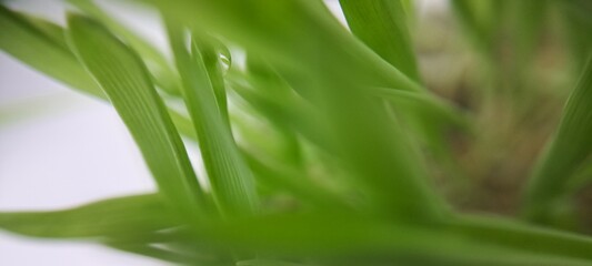 close up of green grass