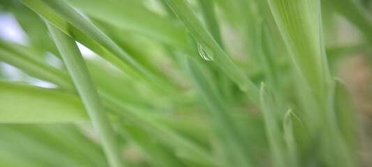 green grass with dew