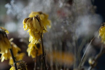 dead nature of yellow flower decoration