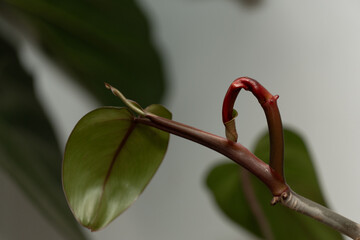 close up of a flower