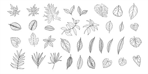 Set of tropical leaves vector isolated illustration painted by black inks. Dieffenbachia, Ficus, calathea, monstera, ctenanta foliage realistic graphic sketch. Floral elements for design © Masha_tolk_art
