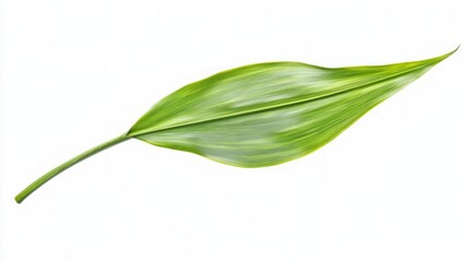 Closeup of a Lush Green Leaf