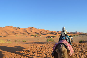 camels in the desert