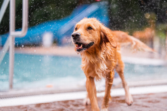 Happy Energetic Golden Retriever Having Fun Playing Joyfully by the Poolside on a Sunny Day