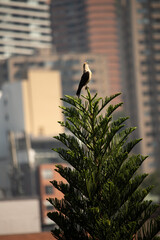 eagle on top of a pine tree in the city background