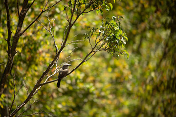 leaves background of tres and nature