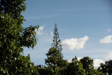pine tree in the city