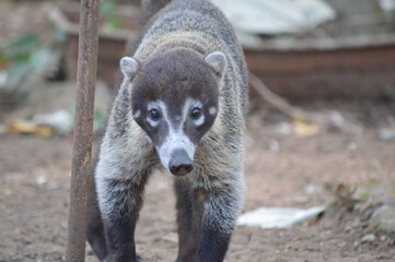 white nosed coati