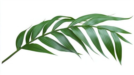 Obraz premium Stunning Tropical Palm Leaf Image
