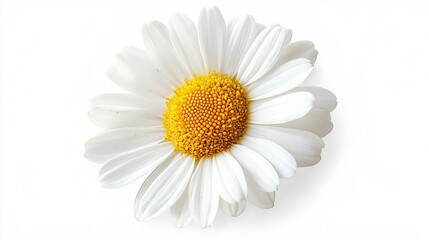 Fototapeta premium Delicate White Daisy with a Radiant Yellow Center