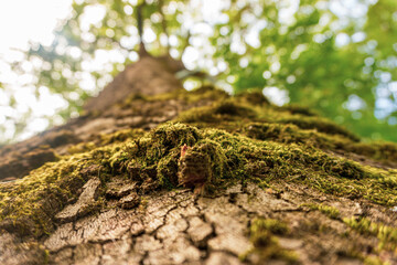 photo of an old tree with textured bark and moss growing on the bark