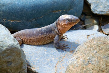 close up of Gallotia Stehlini also known as Canary Island Giant Lizard in Spain