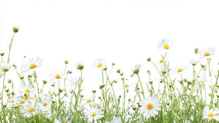 Delicate White Daisies in a Spring Garden
