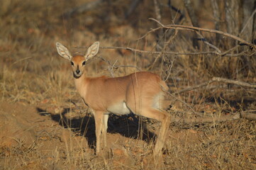 Steenbok