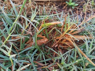 Fresh green grass with dew drops in the morning
