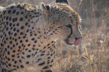 cheetah