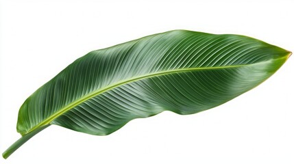 Obraz premium Stunning Tropical Leaf Close-up