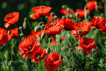 Naklejka premium Field of red poppies with green grass in the background. The flowers are in full bloom and are very bright and colorful