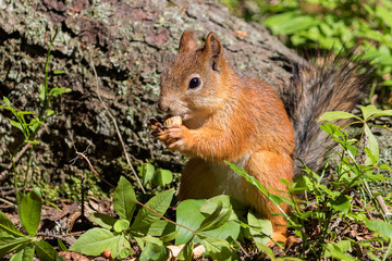 A young squirrel in a wooded area gnaws on a peanut.