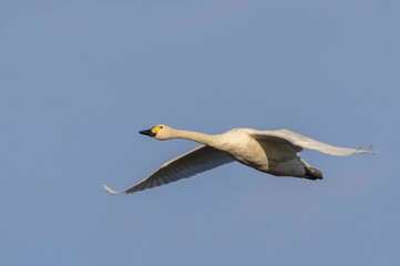 Tundra Swan in flight against a bright blue sky in Estonia