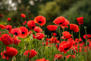 Obraz premium Field of red poppies with green grass in the background. The flowers are in full bloom and are very bright and colorful