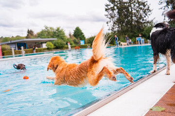 Golden Retriever Leaps Into a Refreshing Outdoor Pool Amidst Playful Canine Companions on a Bright Day