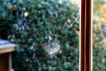 A bird hits a window image with the outline of the bird visible on the glass. Bird strike injury...