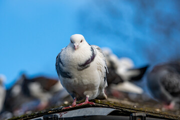 A beautiful white pigeon looking straight to camera against a blue sky.