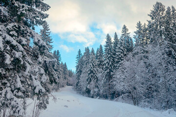 Winter landscape of tall coniferous forest on a snowy clear day.
