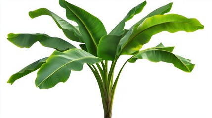 Fototapeta premium Vibrant Banana Plant Leaves - Tropical Green Foliage