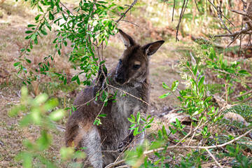 Picture of a very cute forester kangaroo eating some leaves in the bush. Wildlife living in the forest of northern Tasmania, Australia. Macropod family. Bush, leaves and bush in the background.