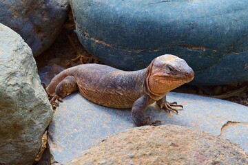 close up of Gallotia Stehlini also known as Canary Island Giant Lizard in Spain