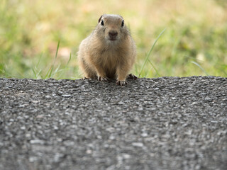 A prairie dog wanders onto an asphalt bike path. Danger to wildlife