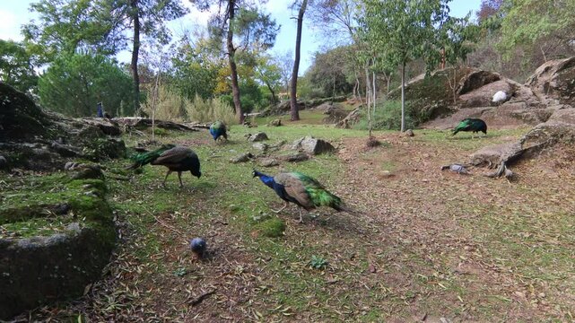 Peacocks eating outdoors in a park.
Parque de los Pinos, Plasencia, Extremadura, Spain.