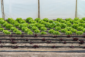 Variety of fresh organic lettuce growing in a greenhouse - selective focus